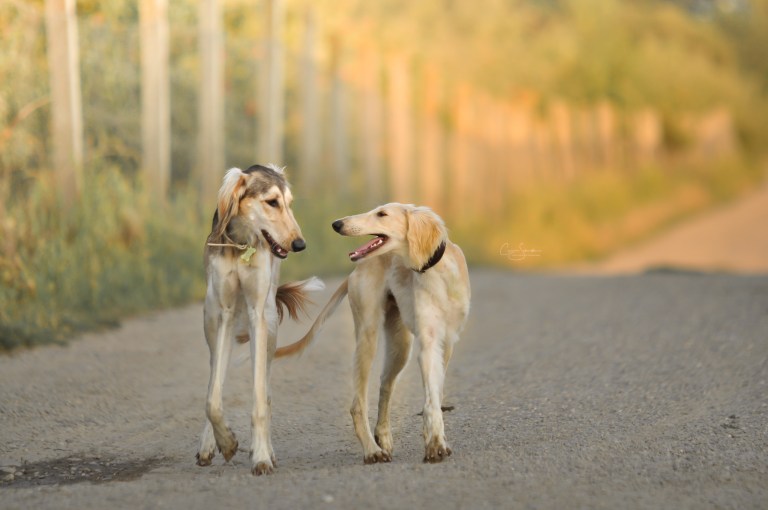 2009-09-21_060_comperes-Modifier-1