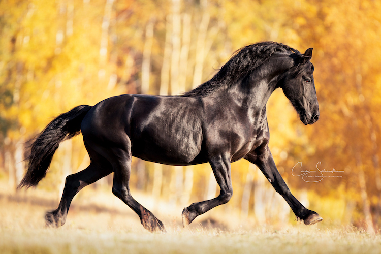 12102018-IMG_2000 copie