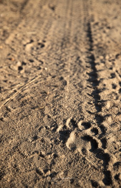 14032020_9803_SABISAND